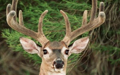 Texas adopts new management rules for chronic wasting disease in deer