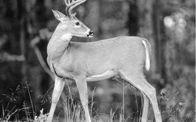 Whitetails go from gloom to boom