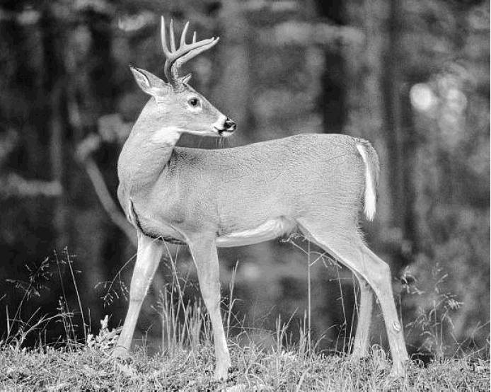 Black and white photo of a white-tail buck looking over its shoulder